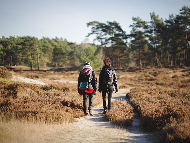 Two people are walking along a narrow sandy path through an open heathland with low shrubs, surrounded by pine trees under a clear sky.